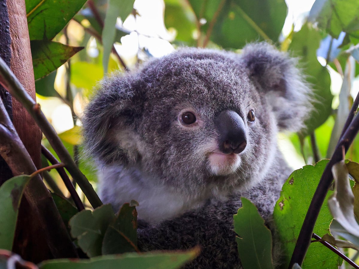Koala listed as endangered after Australian governments fail to halt its  decline | Endangered species | The Guardian