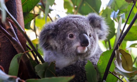 A koala joey is sitting in a eucalyptus tree surrounded by leaves and twigs