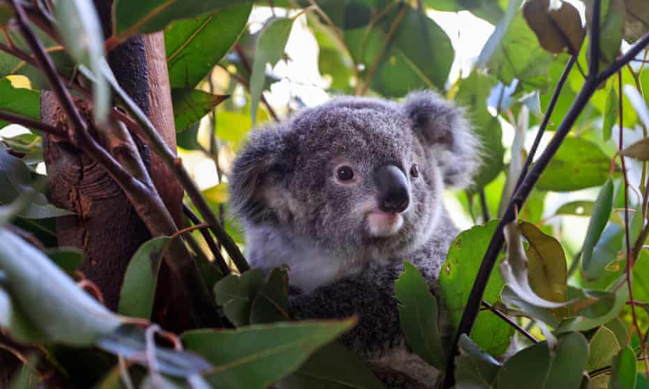 A koala joey is sitting in a eucalyptus tree surrounded by leaves and twigs