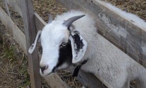 A goat at the Sir George Pub.