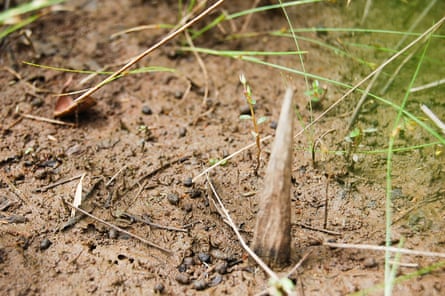 A few centimetres of a very sharp wooden spike poke up through mud. It is almost the same colour as the ground in which it is embedded.