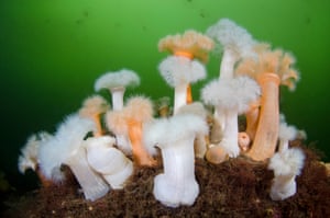 Orange and white plumose anemones