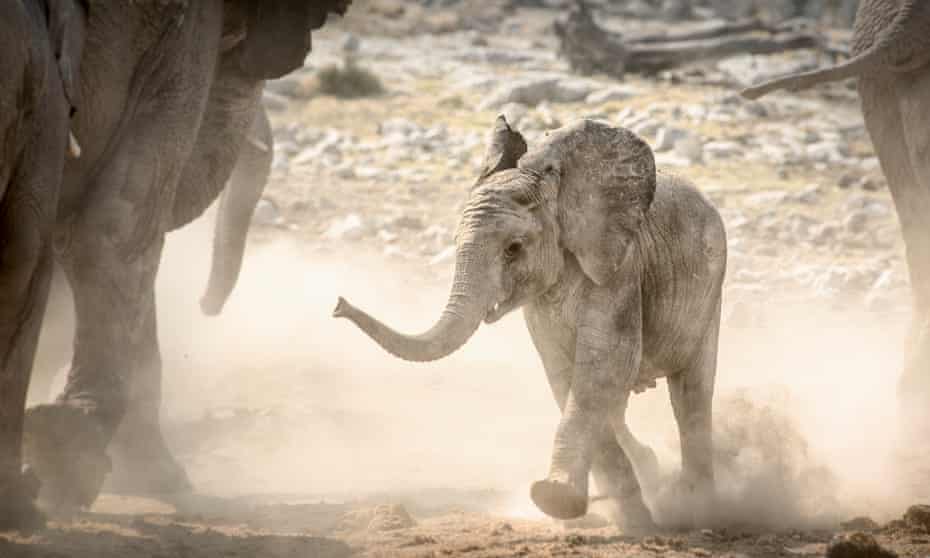 留住大象 哪怕为了这些 功利 的理由 Environment The Guardian 留住大象 哪怕为了这些 功利 的理由 Environment The Guardian