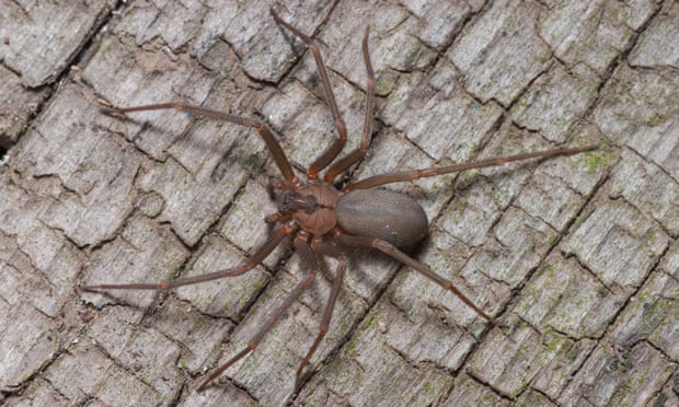 A brown recluse spider, Loxosceles reclusa