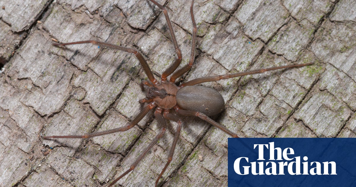 Venomous Brown Recluse Spider Removed From Woman S Left Ear