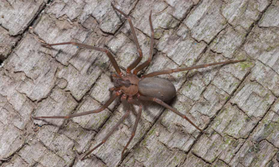 The sensation, Susie Torres said, of having the brown recluse spider in her ear was ‘like when you went swimming’.