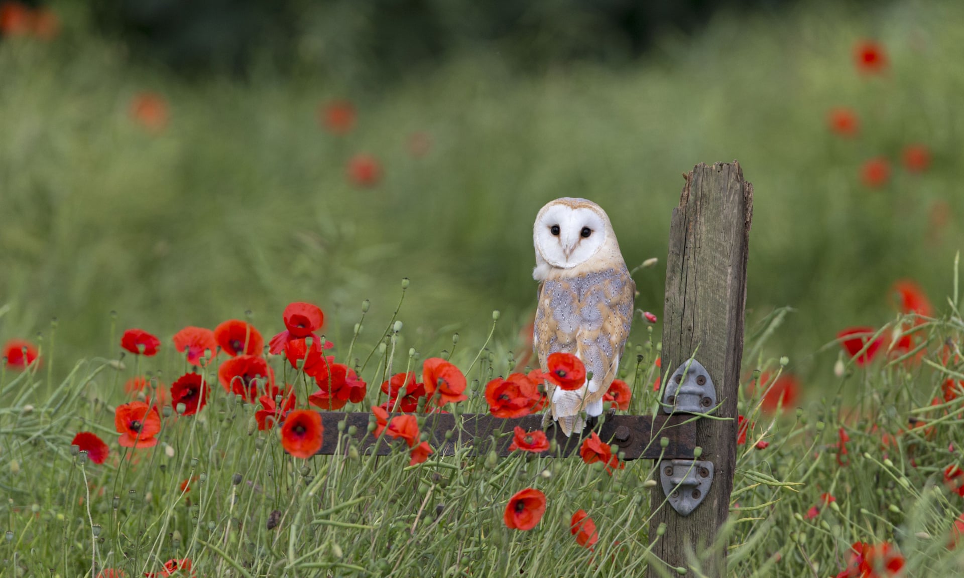 The UK’s barn owls are growing in number – and for once it’s thanks to humans