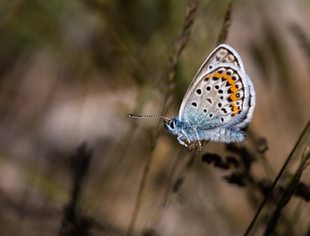 Silver-studded blue butterflies