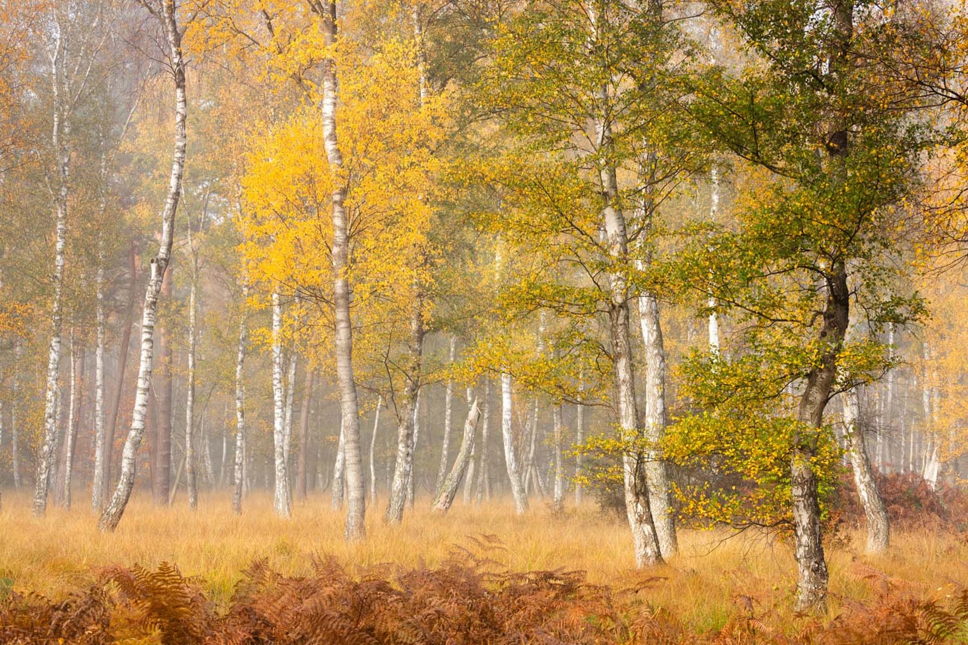 Nature Photographer of the Year 2021 winners announced by GDT - World