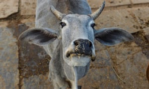 Cows are considered sacred by many members of India’s Hindu majority.