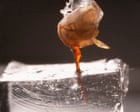 Honeybee's stinger continues to pump venom once detached from body, new footage shows – video