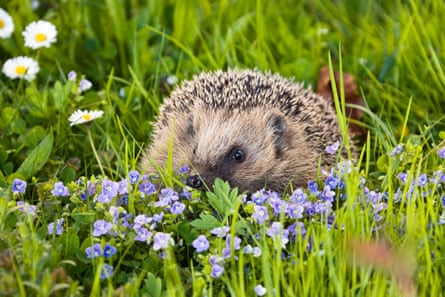 European hedgehog.