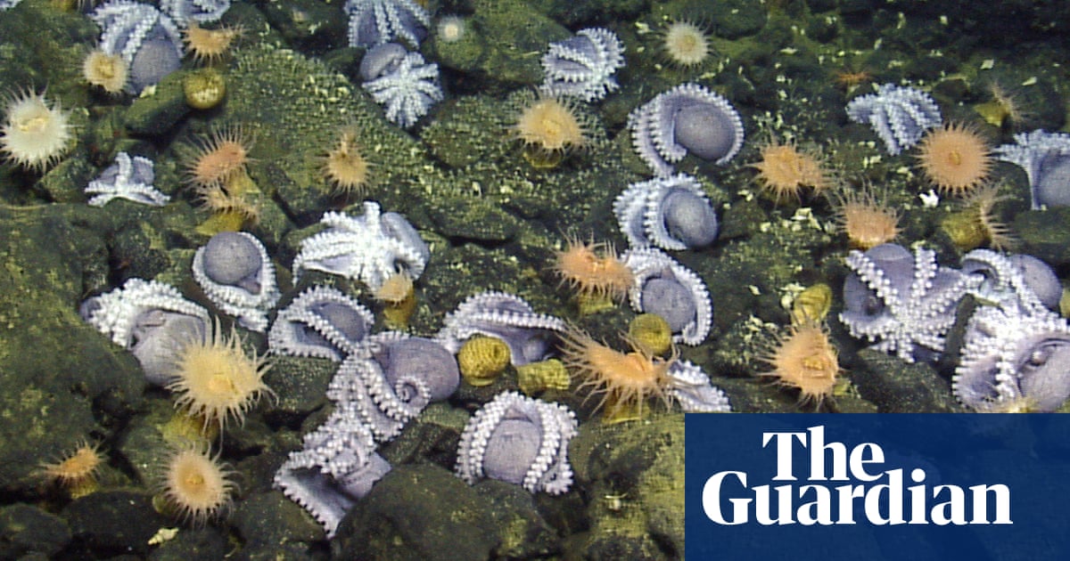Discovered in the deep: an octopus’s garden in the shade