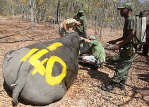 A park ranger cools the body of a female white rhino named Kuda as she is dehorned by team members from Animal and Wildlife Area Research and Rehabilitation (AWARE) at Lake Chivero Recreational Park in Norton, Zimbabwe.