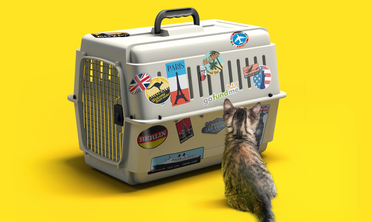 Got A Grand For My Cat S Gap Year The Unstoppable Rise Of I Want Crowdfunding Crowdfunding The Guardian