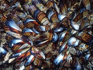 mussels at bodega head 640.jpg?width=300&quality=85&auto=format