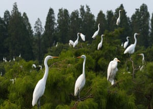 Egrets rest on tree tops in Huai’an in China