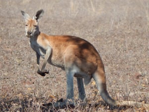 A red kangaroo