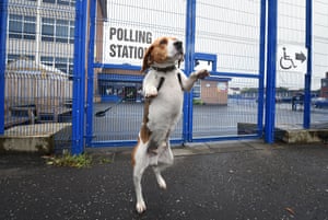Toby, a beagle cross, waits for his master outside a polling station on the Glen Road in Belfast