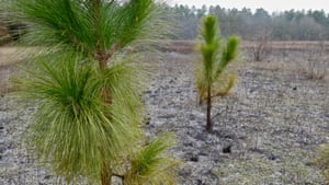 longleaf pines