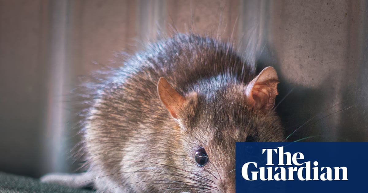 Sale of rat poisons could be restricted to protect Australian wildlife