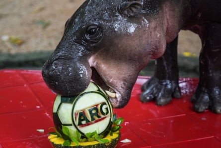 Moo Deng, a two-year-old female pygmy hippopotamus, picks Argentina at Khao Kheow Open Zoo in Thailand