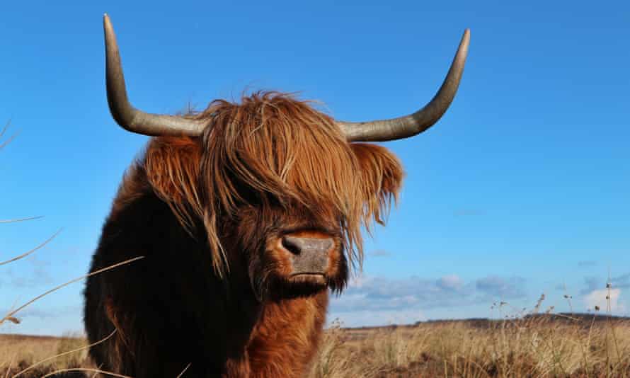 Close-Up Of Cow Standing On Field Against Clear Sky