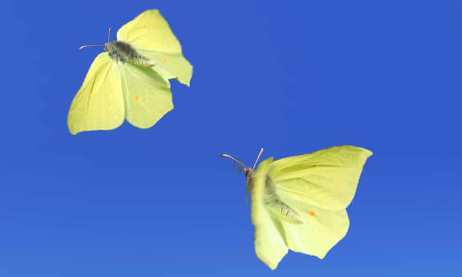 Brimstone butterflies in flight