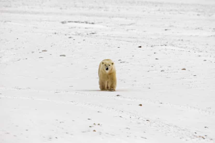 A Polar Bear walks on the frozen tundra next to Hudson Bay ahead of the freeze-over 12 November 2007 outside Churchill, Mantioba, Canada. Polar Bears return every year to Churchill, the Polar Bear capital of the world, feeding on seals and remaining until the Spring thaw.