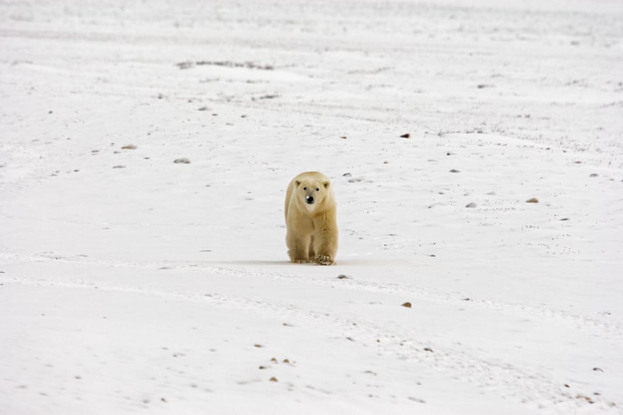 A Polar Bear walks on the frozen tundra next to Hudson Bay ahead of the freeze-over 12 November 2007 outside Churchill, Mantioba, Canada. Polar Bears return every year to Churchill, the Polar Bear capital of the world, feeding on seals and remaining until the Spring thaw.