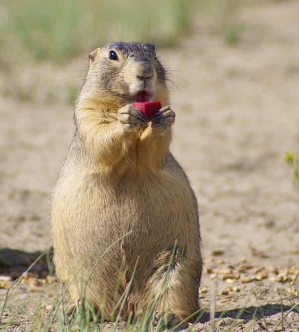 An invisible enemy: the battle to save black-footed ferrets from the plague 1849