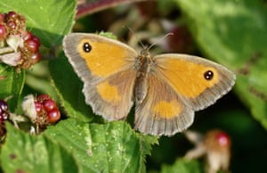 A meadow brown butterfly rests on a bramble leaf in the early mornings sunshine.Seasonal weather, Dunsden, Oxfordshire, UK
