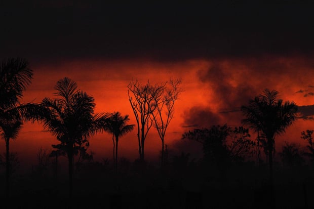 Fears for endangered macaw as fire devastates Brazilian wetland 5568