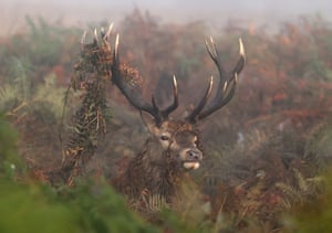 A deer moves through undergrowth as the annual rutting season begins, during a foggy autumn morning in Richmond Park, London UK