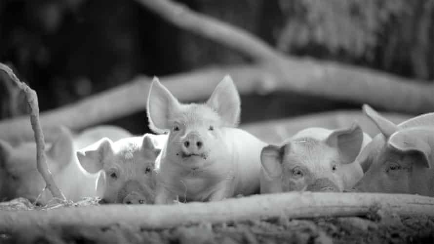 This entirely wordless 93-minute film follows the daily existence of a sow and her piglets.