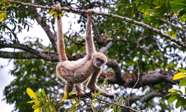 El muriqui norteño, en peligro crítico de extinción, en Espírito Santo, Brasil. Fotografía: Leonardo Mercon/UIG/Getty Images El muriqui norteño, en peligro crítico de extinción, en Espírito Santo, Brasil. Fotografía: Leonardo Mercon/UIG/Getty Images