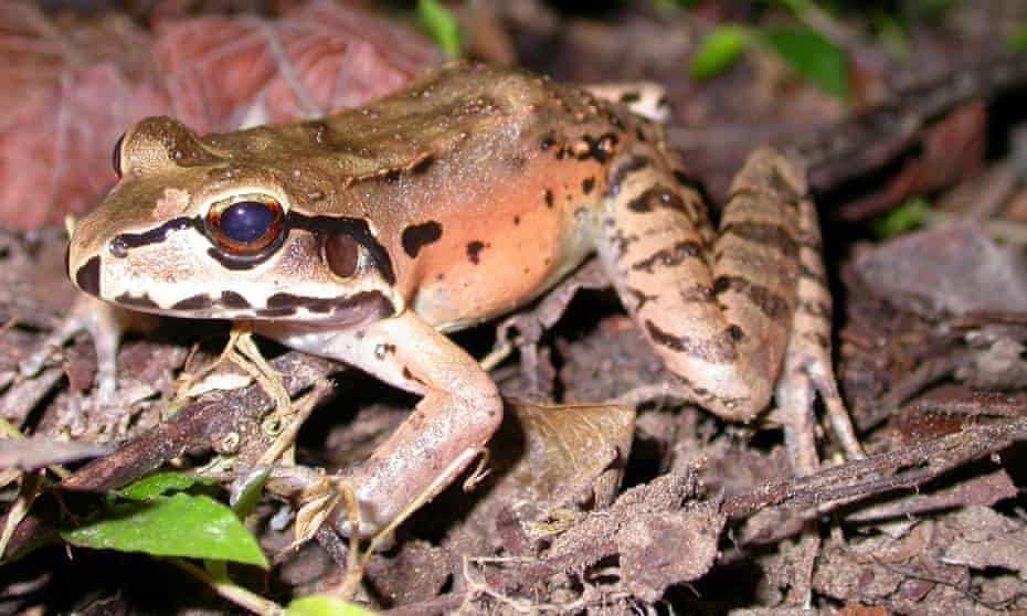 The mountain chicken frog lives only on the eastern Caribbean islands of Montserrat and Dominica and is one of the largest frogs in the world.