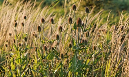 Common teasel