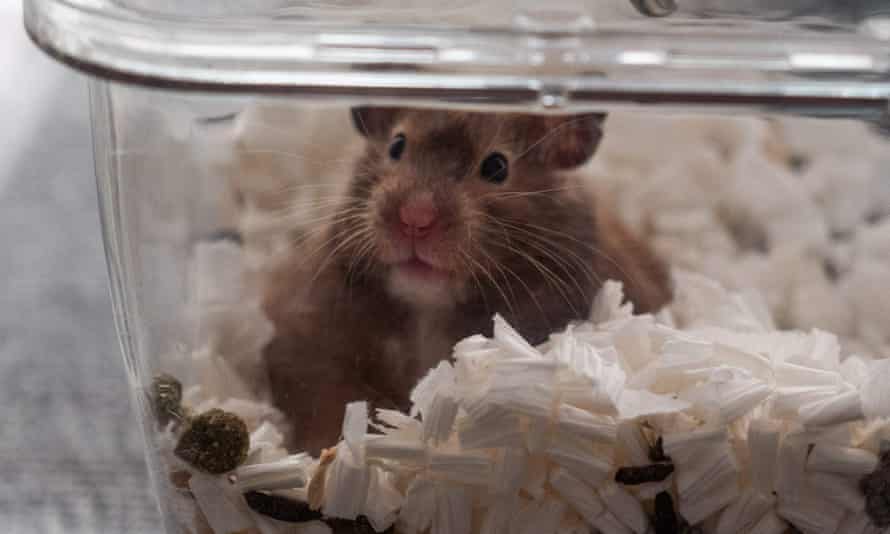 A two-year-old hamster owned by Cheung, a member of an online hamster community, who volunteered to foster abandoned small animals in light of the cull.