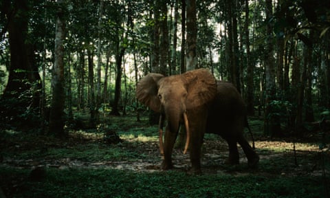 An African forest elephant in Gabon: a dozen are shot every day by heavily armed poachers. 