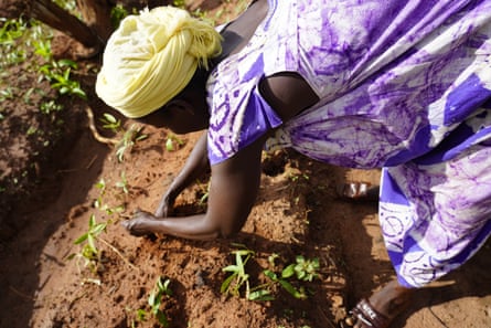 Sábado Luís plants mancara bijagó, a type of peanut.