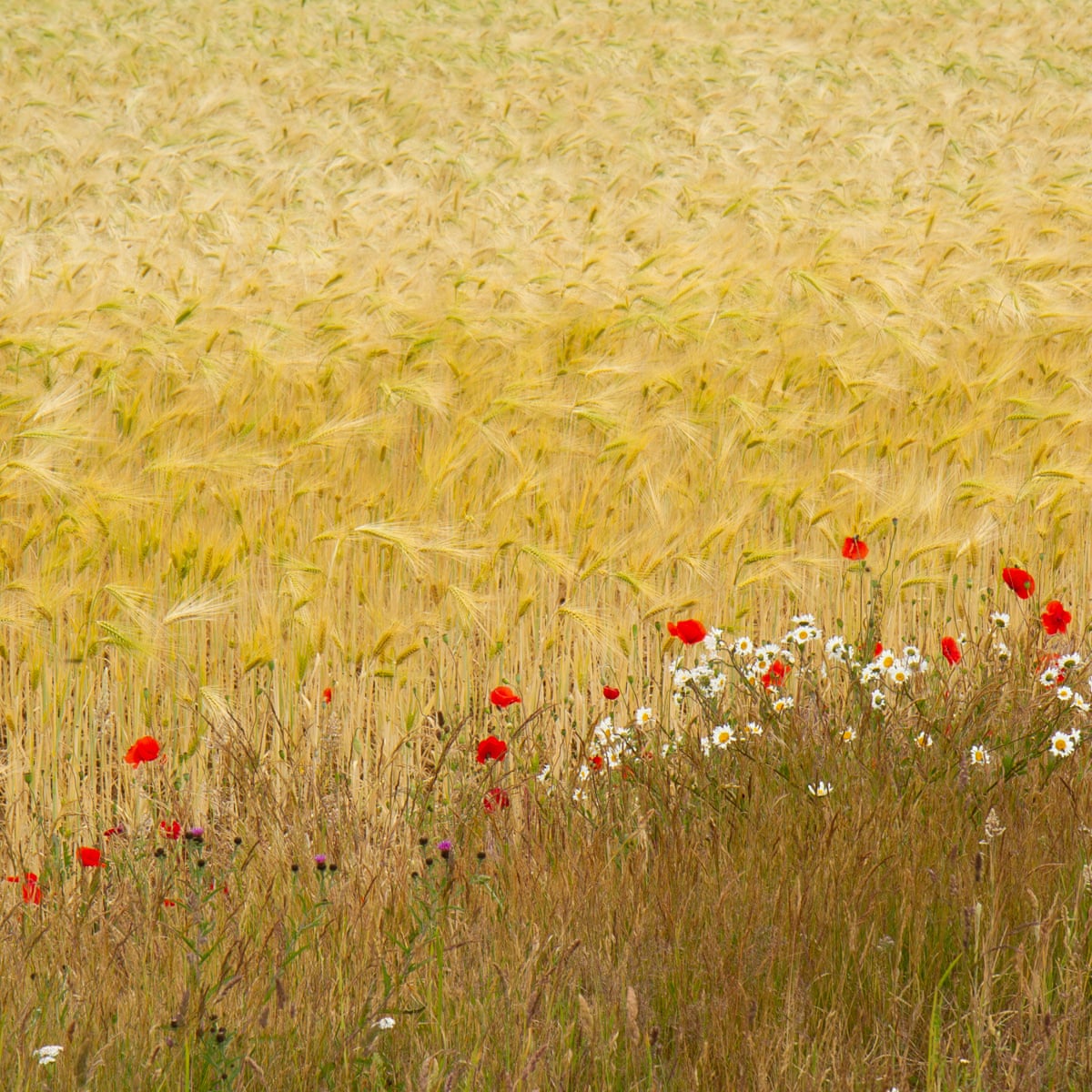 Country Diary Winds That Shake The Barley Fields Farming The Guardian