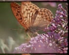 Ed Sayers Debuts Crowd-Sourced Super 8 Nature Documentary 'Super Nature'