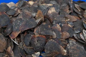 Pangolin scales seized from poachers in 2017 and 2018 and burnt by the Ivory Coast’s Waters and Forests ministry in the suburb of Abidjan