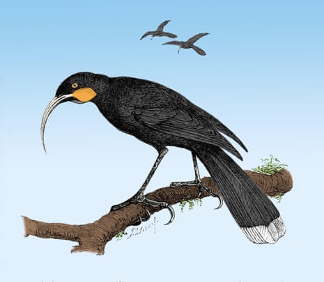 Painting of black bird with long, white-tipped tail, yellow cheek and long curved bill standing on a branch