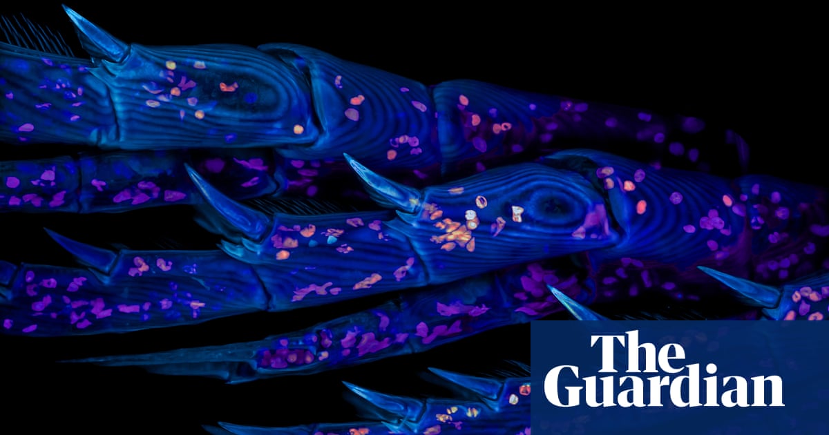 Magnifying the minuscule: Nikon Small World photomicrography 2025 – in pictures