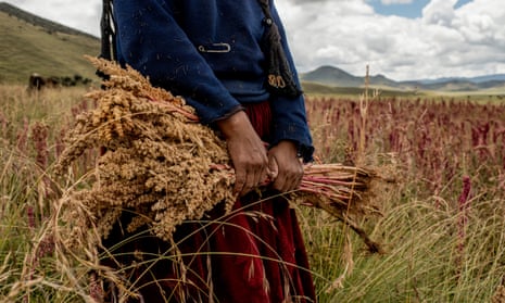 Firmina Castro harvests her quinoa in the highlands in Puno region, southeastern Peru
