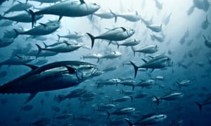 Pinterest app Pinterest app