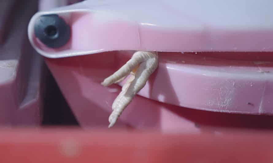 La coscia di pollo esce dal cestino.