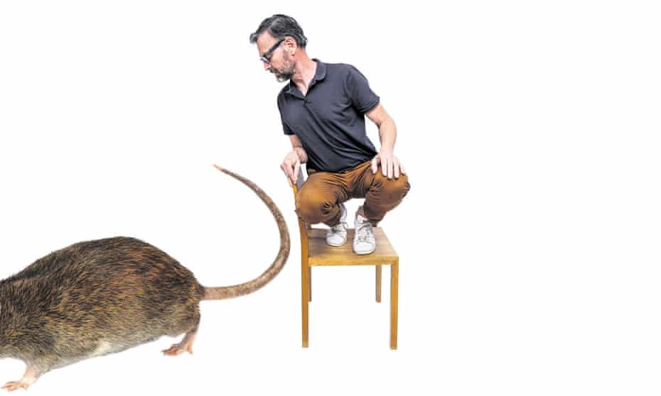 With rodents, the only true solution is prevention.
